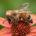 Un fenómeno fascinante: Cuando están cansadas, las abejas ‘se duermen’ en las flores